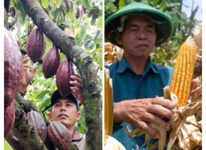 
Pemkot Kotamobagu Siapkan Bantuan untuk Petani Jagung dan Kakao
