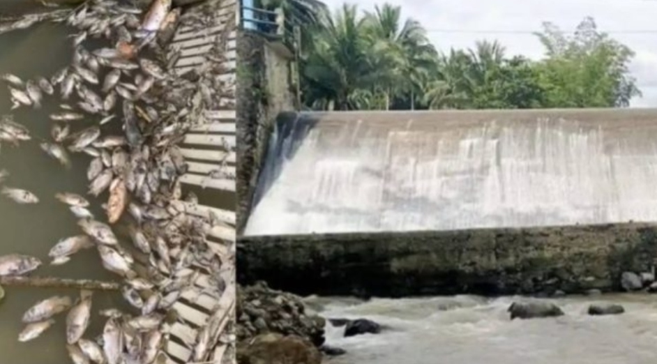 Penyebab Kematian Ribuan Ikan di Sungai Mo’ayat Masih Misterius