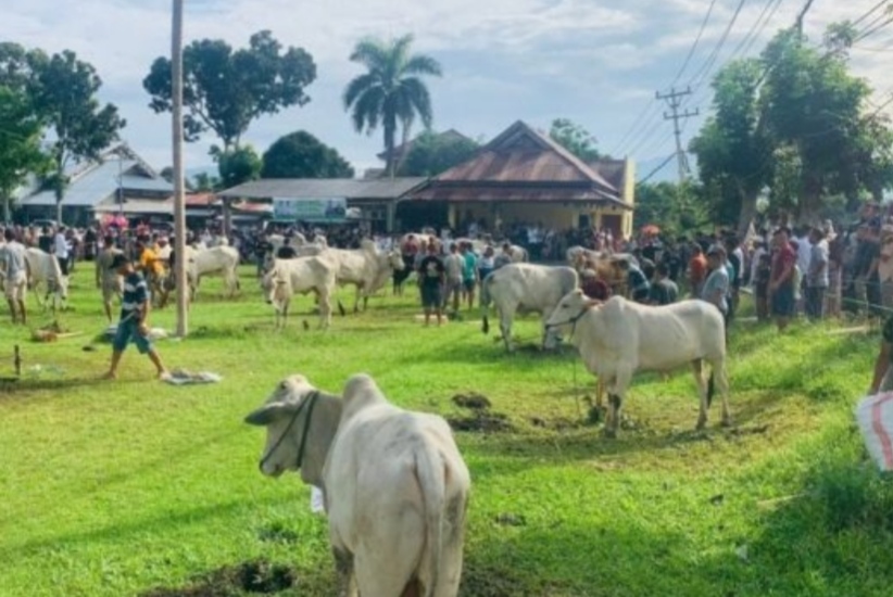 Ini Jumlah Akhir Hewan Kurban di Kotamobagu, Kecamatan Kotamobagu Selatan